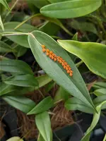 Pleurothallis truncata