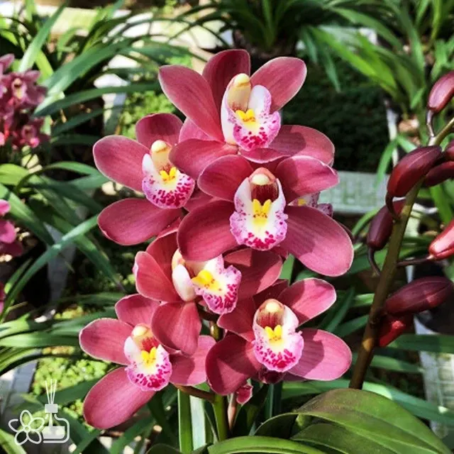 Cymbidium XiangLan Red Ruby (Cymbidium)
