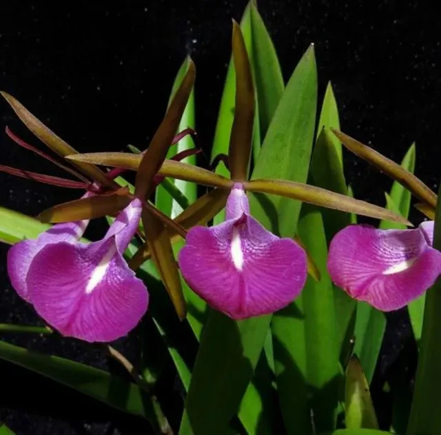 Cattleya Alliance: Bc. Star Ruby 'Xanadu' (Cattleya)