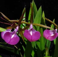 Cattleya Alliance: Bc. Star Ruby 'Xanadu'
