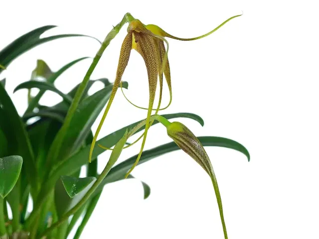 Masdevallia cinnamomea