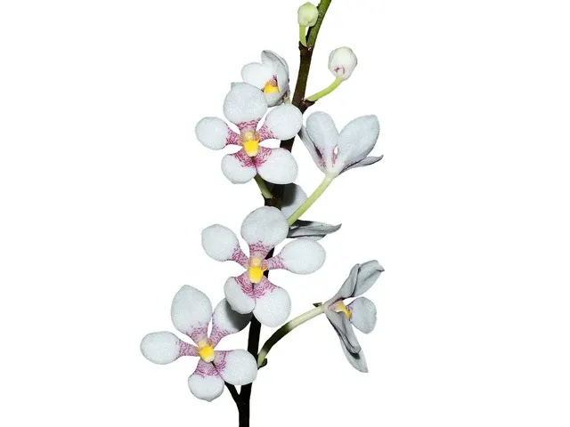 Sarcochilus Kulnura Vibrance X Sarcochilus Hartmannii Red Snow X Roberto (Sarcochilus)