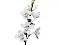Sarcochilus Kulnura Vibrance x Sarcochilus hartmannii Red Snow x Roberto
