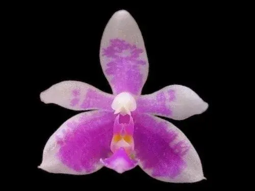 Phalaenopsis modesta x sib