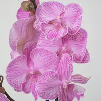 Phalaenopsis Big Lip X