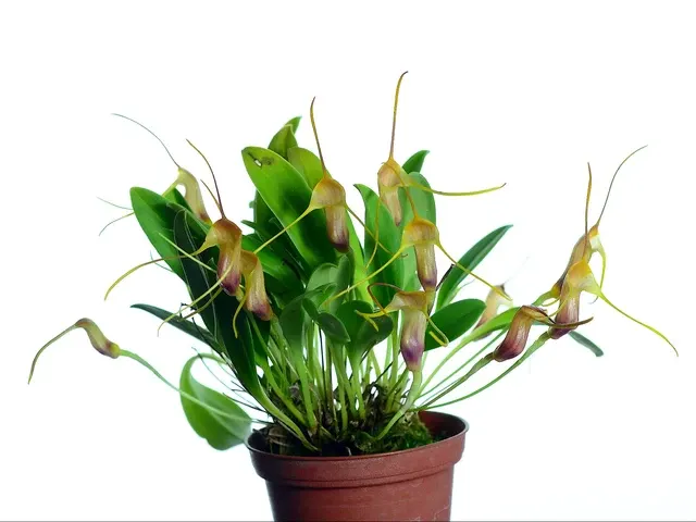 Masdevallia doucettei (Masdevallia)