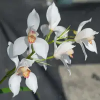 Cymbidium erythrostylum