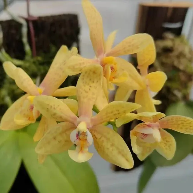 Phalaenopsis aphrodite x mannii