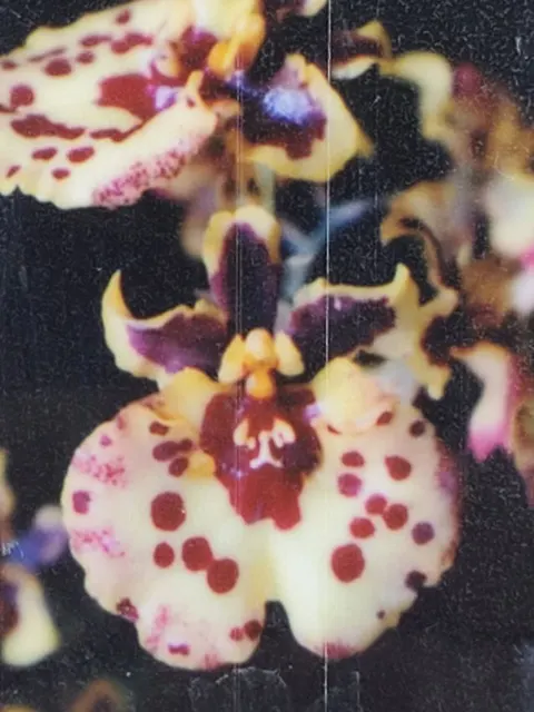 Tolumnia Jairak Flyer 'Lady Bug' (Tolumnia)