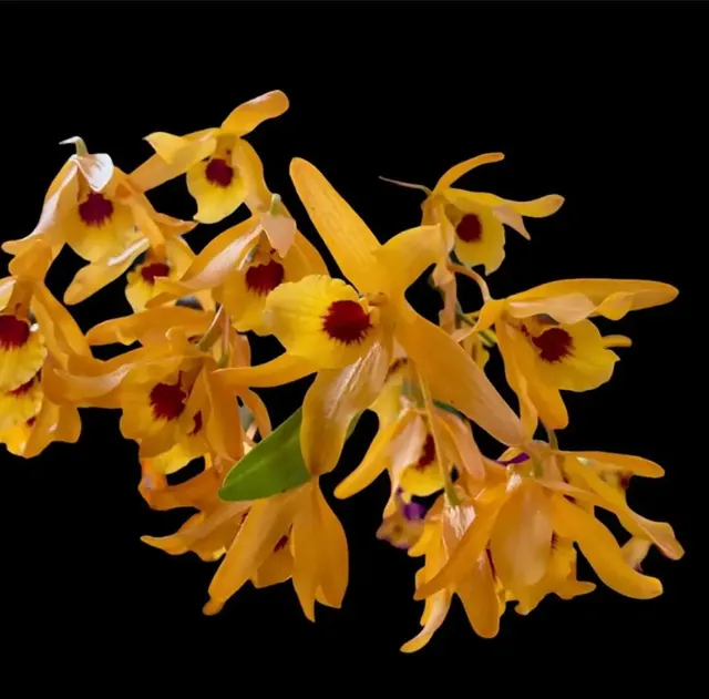 Dendrobium Chanthaboon Sunrise “4N” (Dendrobium)