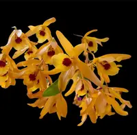 Dendrobium Chanthaboon Sunrise “4N”