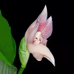 Anguloa virginalis (Anguloa)