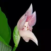 Anguloa virginalis