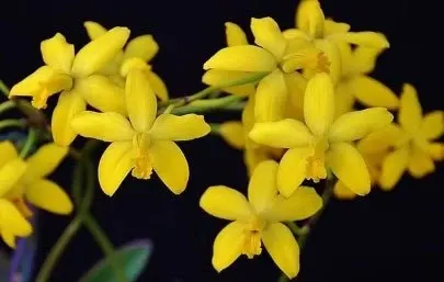 CATTLEYA BRIEGERI (Cattleya)