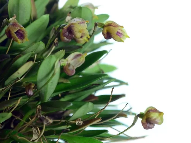 Masdevallia molossoides (Masdevallia)