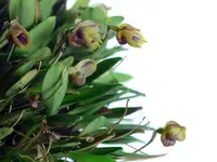 Masdevallia molossoides