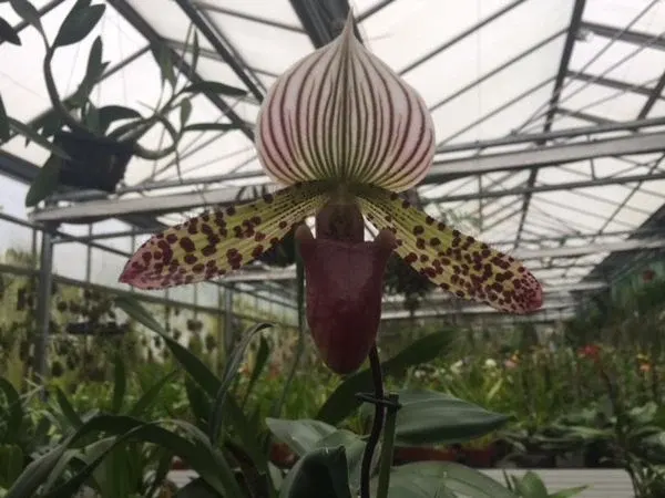 Paphiopedilum lawrenceanum X sukhakulii