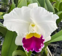 C. Taida Swan 'Swan (SWN) (Hybrid)