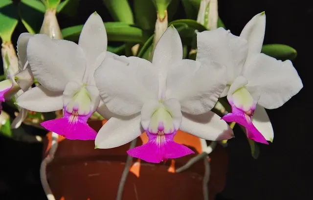 Cattleya walkeriana var semi-alba 'Tokyo No.1'