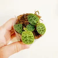 2" Macodes petola "Jewel Ordhids"