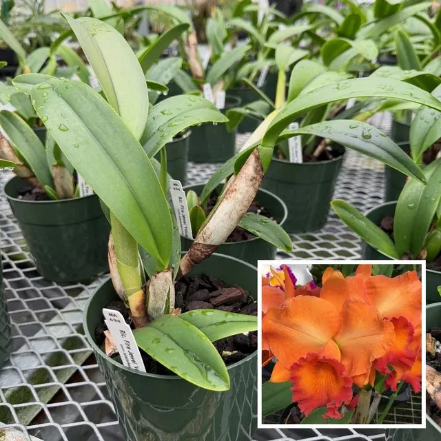 Rhyncholaeliocattleya Fire Jewel 'Volcano Orange' (Rhyncholaeliocattleya)