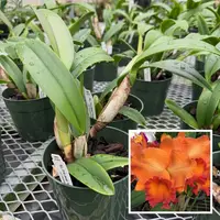 Rlc. Fire Jewel 'Volcano Orange' (5.5" Pot) - Not Blooming