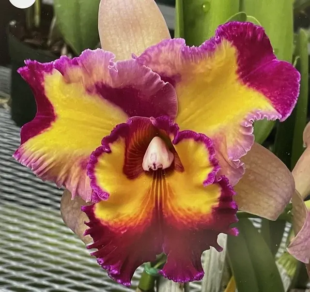 Potinara Kilauea Sunrise 'Dark Splash' (Potinara)