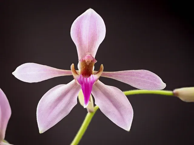 Ancistrochilus rothschildianus 'Grande'