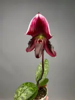 Paphiopedilum callosum "vinicolor" — 9 cm / No