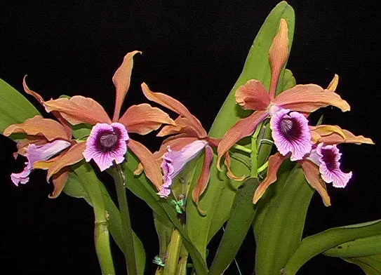 Cattleya tenebrosa
