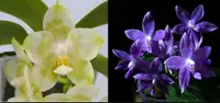 Phal. Joy Spring Canary ‘Green Lotus’ x Mituo Specio Prince