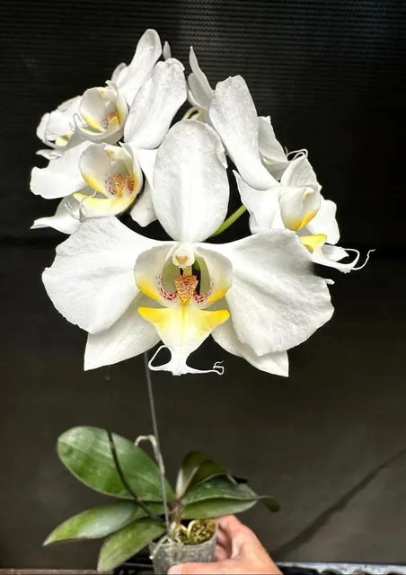 Phalaenopsis sanderiana var. alba