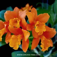 Cattleya Netrasiri Star Bright Var. Malay Orchid Plant - FF