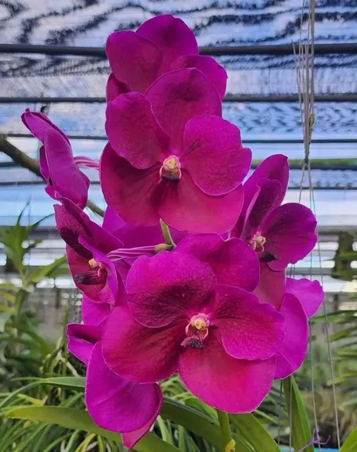 Vanda Boonsern Delight Pink (Vanda)