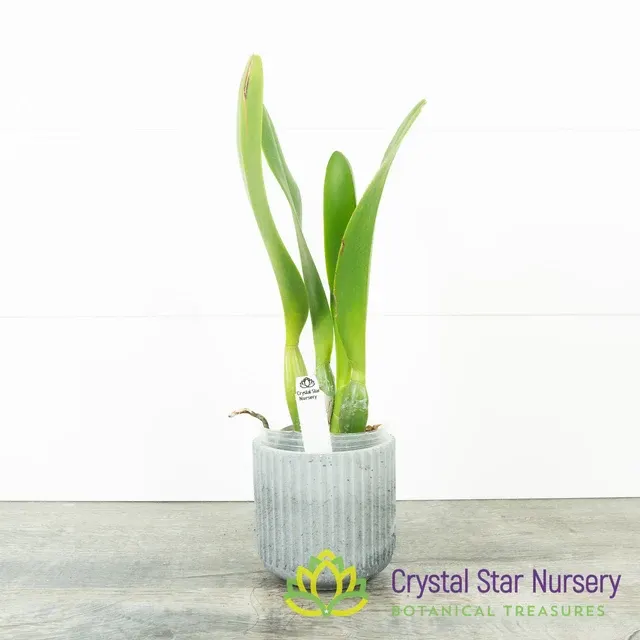 Rhyncholaeliocattleya Shinaphat 'White Swan' (Rhyncholaeliocattleya)