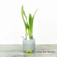 Rhyncholaeliocattleya Shinaphat 'White Swan'