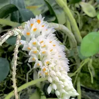 Dendrobium secundum ‘Alba’
