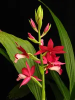 Phaiocalanthe Kryptonite 'Parkside' HCC/AOS 4" IN SPIKE