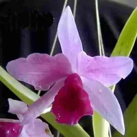Cattleya patinii sp.