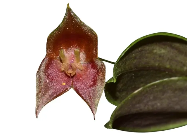 Lepanthes escobariana x (Lepanthes)