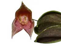 Lepanthes escobariana x Lepanthes lucifer