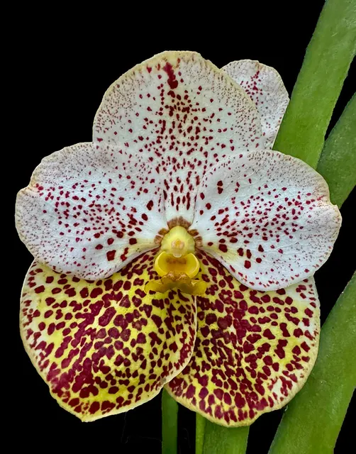 Vanda Edwin Alberto 'Crownfox Melody' (Vanda)