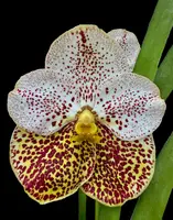 Vanda Edwin Alberto 'Crownfox Melody'