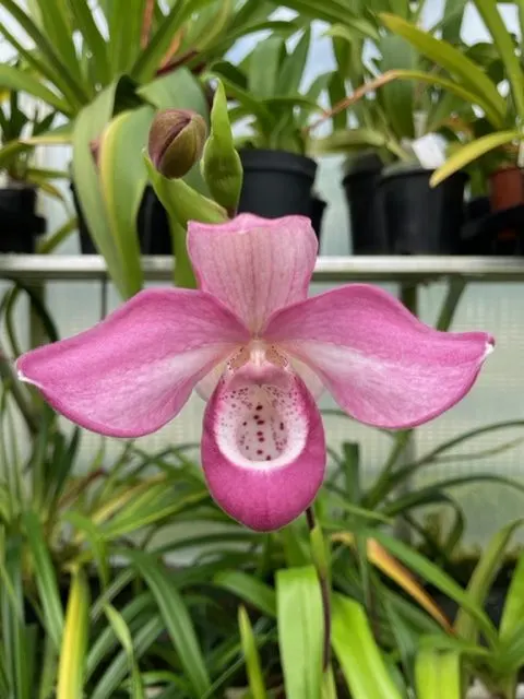 Phragmipedium Ivan Portilla (Phragmipedium)