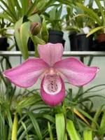 Phragmipedium Ivan Portilla (Grouville x kovachii)
