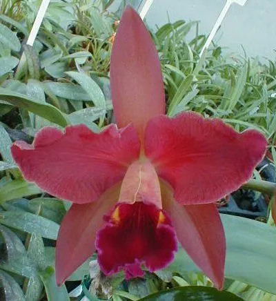 Laeliocattleya MIVA ROYALE 'Chocolate'