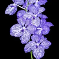 Vanda Coerulea