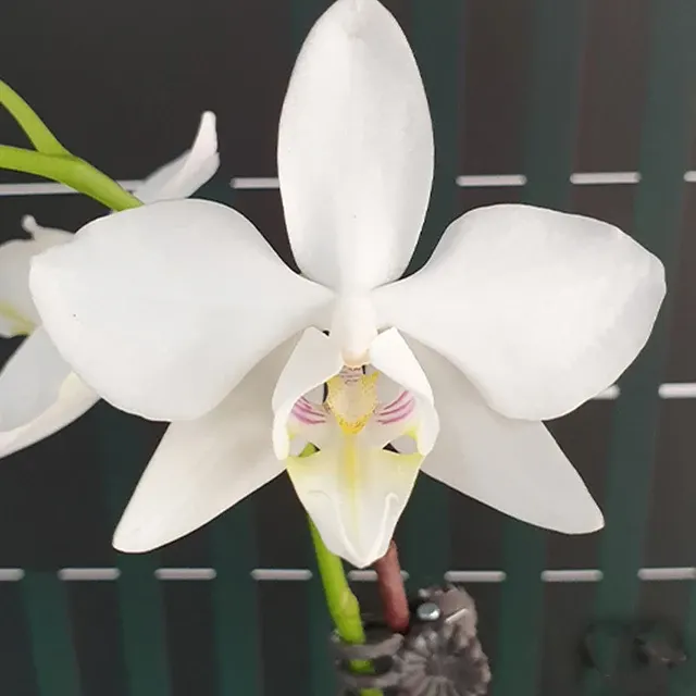 Phalaenopsis amabilis 'Tai Wu' × sib