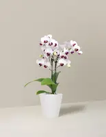 Petite White Orchid — Small / Quilted / White