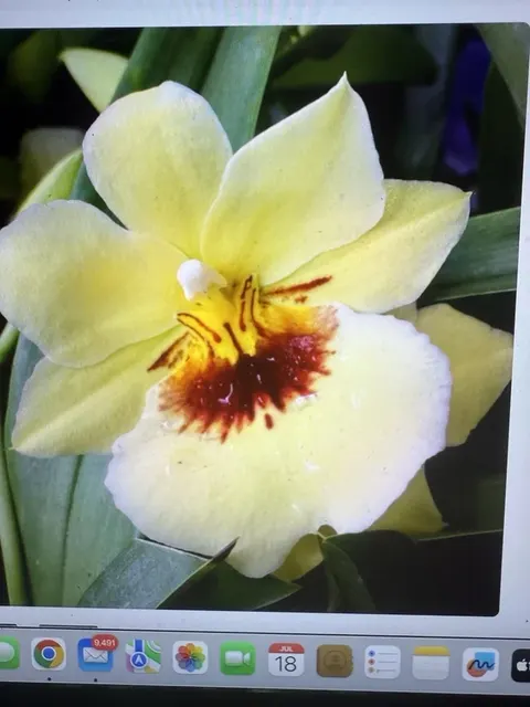 Miltoniopsis Hawaiian Punch (Miltoniopsis)